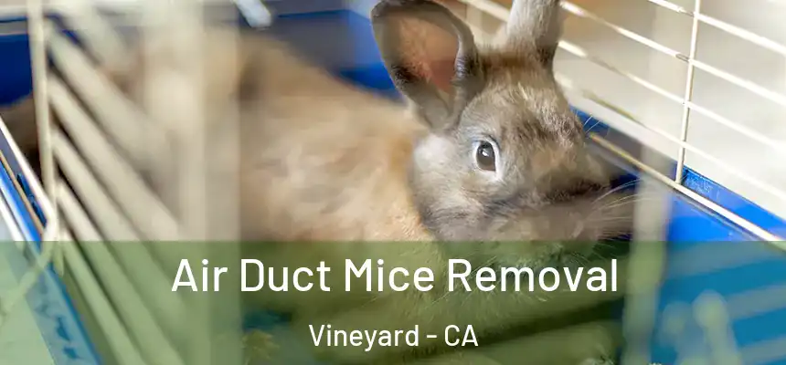  Air Duct Mice Removal Vineyard - CA